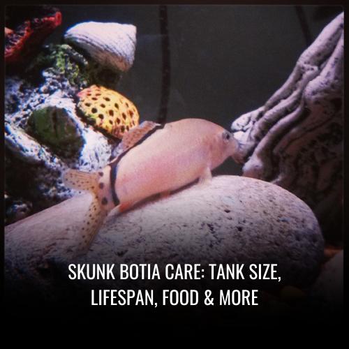 Skunk botia Care Tank Size, Lifespan, Food & More