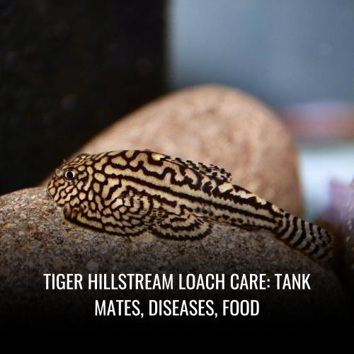 Tiger hillstream loach Care tank mates, Diseases, Food