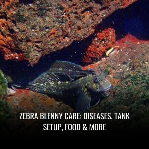 Zebra blenny Care Diseases, Tank Setup, Food & More